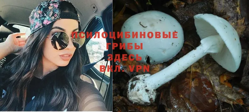 shop телеграм  Сим  Галлюциногенные грибы MAGIC MUSHROOMS 